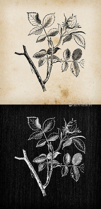 植物学植物古董雕刻插画:Rosa canina(狗玫瑰)